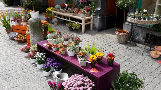 Flowers zurich austria