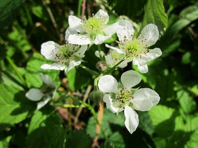 Bush plant flora