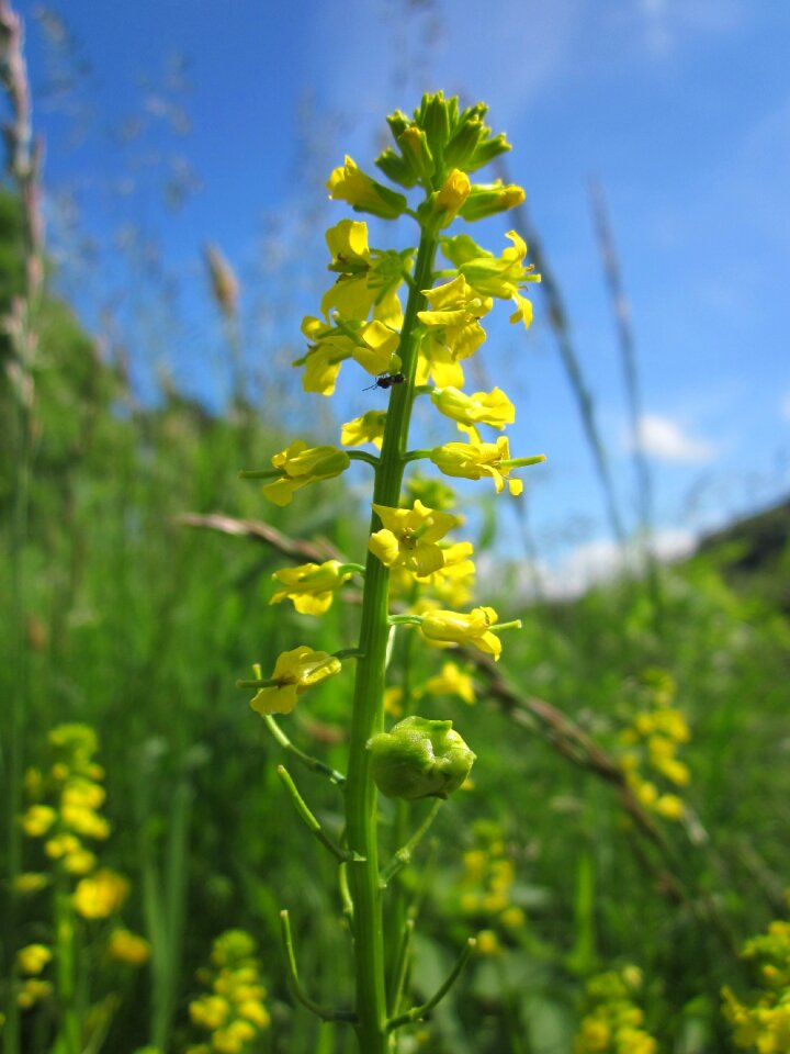 Rocketcress yellow rocketcress winter rocket