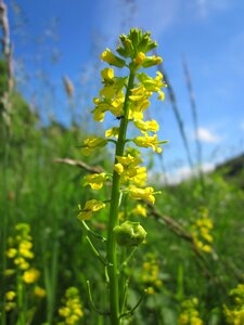 Rocketcress yellow rocketcress winter rocket