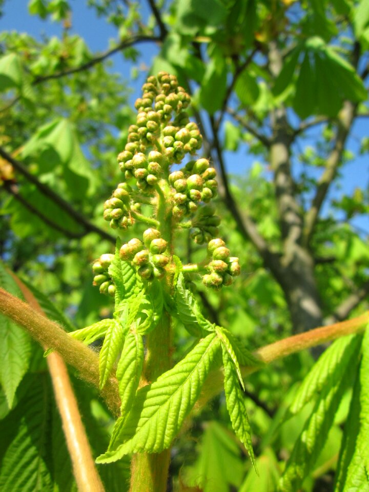 Buds flora tree