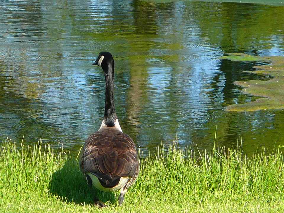 Animal bird feathered photo