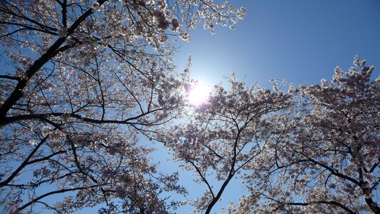 Sun sky
