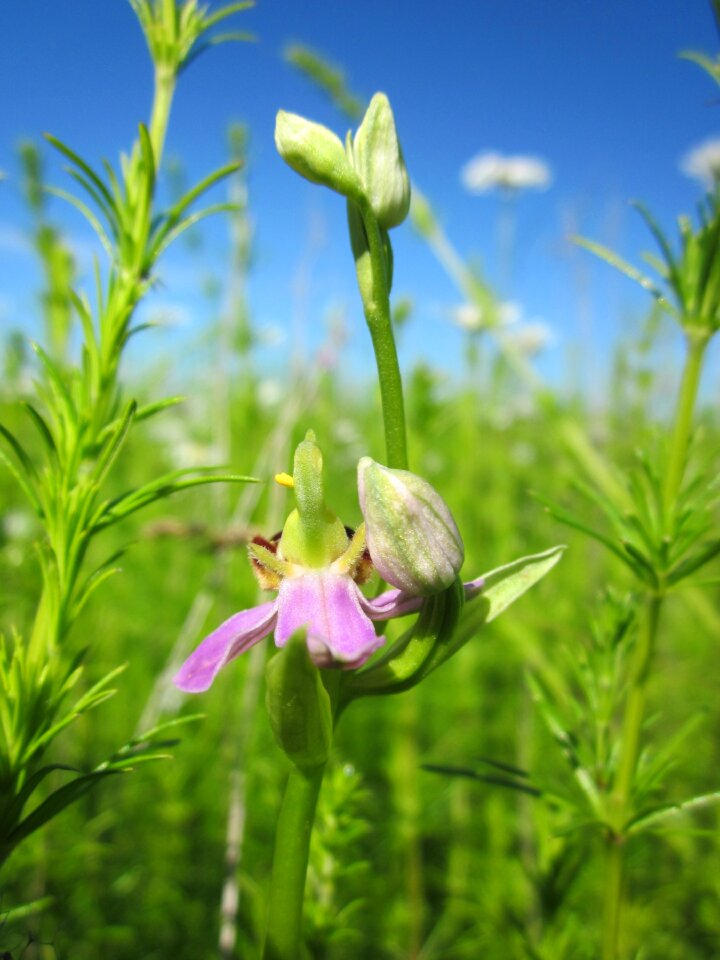 Wildflower flora botany