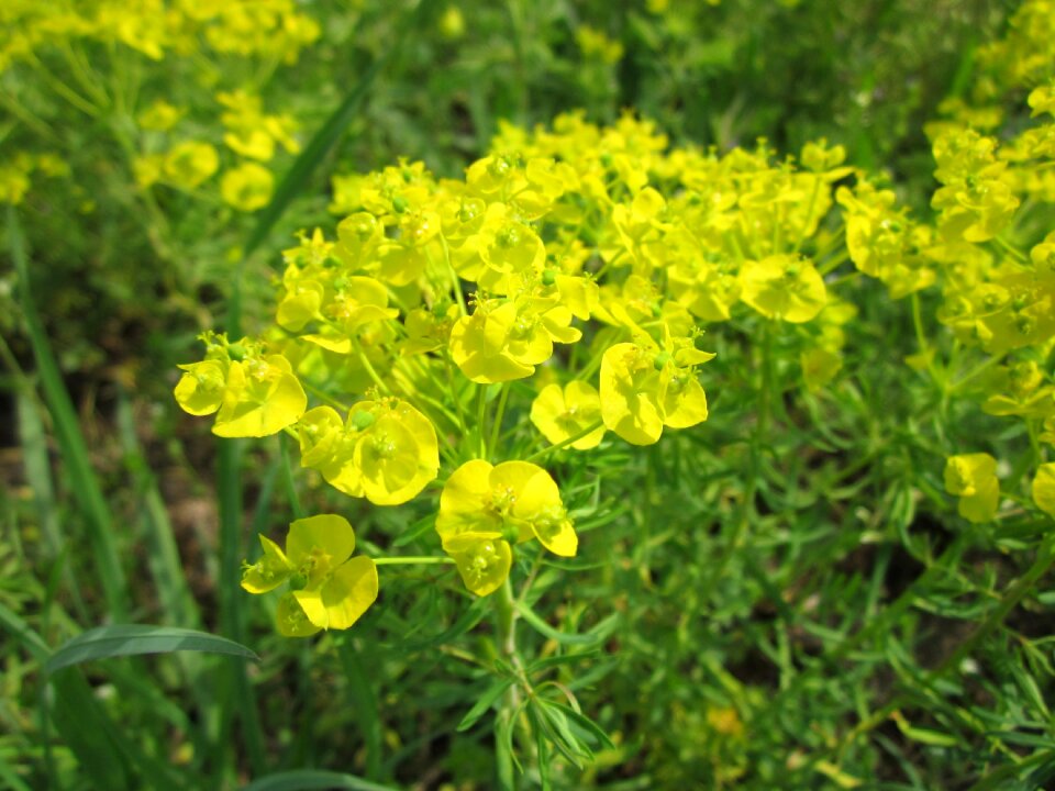 Flora botany plant