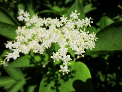 Black elder european elder european elderberry