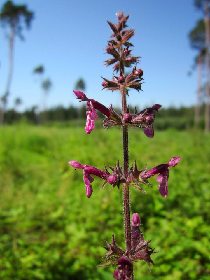 Wildflower flora botany