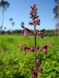 Wildflower flora botany