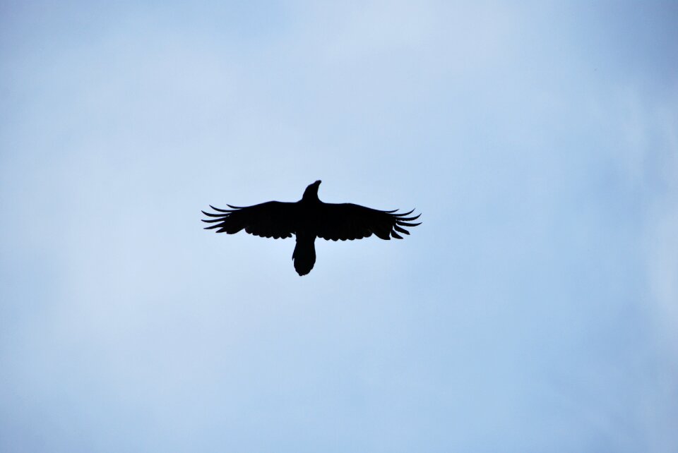 Fly black sky