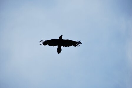 Fly black sky