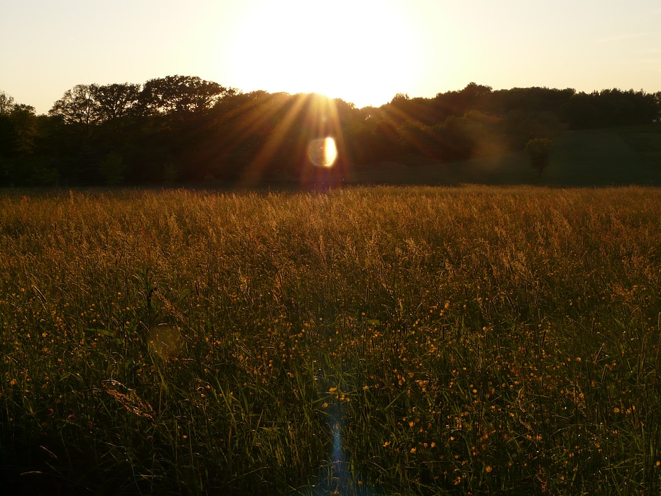 Meadow chuck meadows sunset