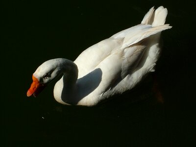 Lake white waterfowl