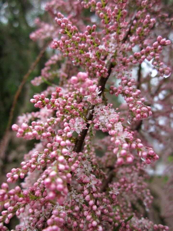 Tree shrub flora