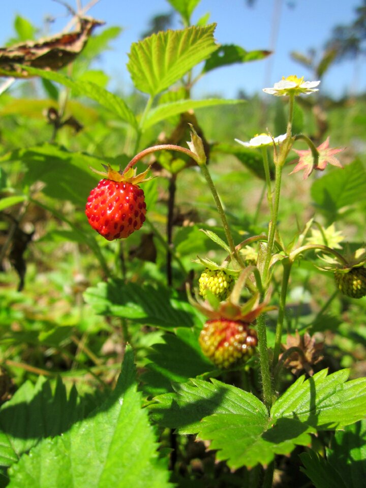 Alpine strawberry european strawberry strawberry