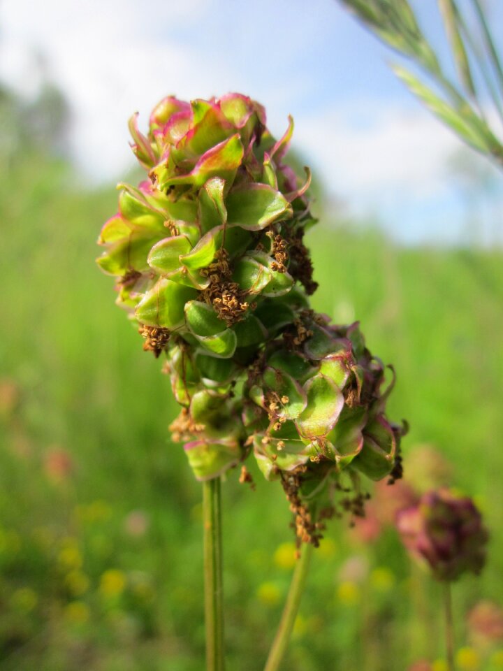 Small burnet burnet wildflower