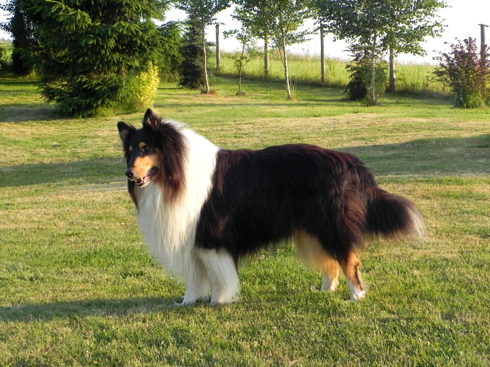 Purebred dog dog summer