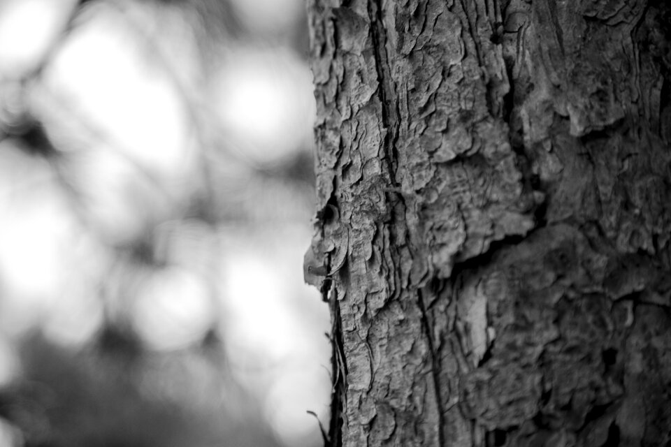 Memory tree wood plant
