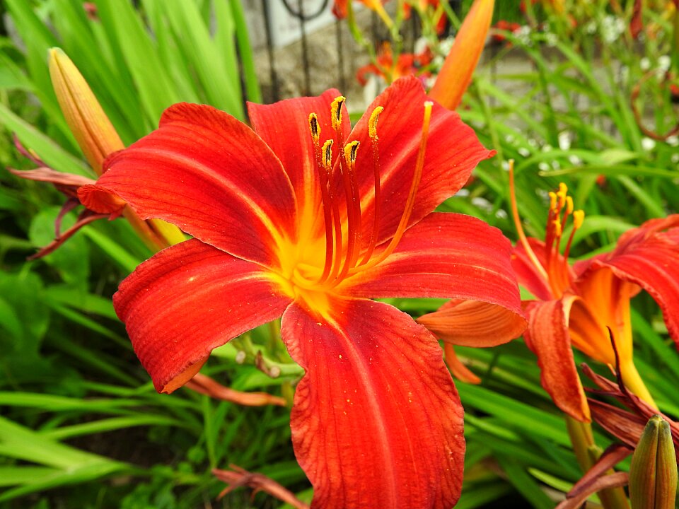 Lily flower orange