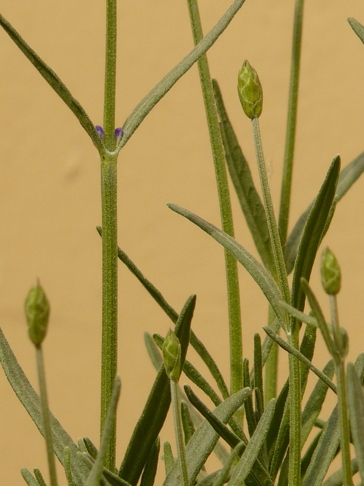 Crop fragrance smell