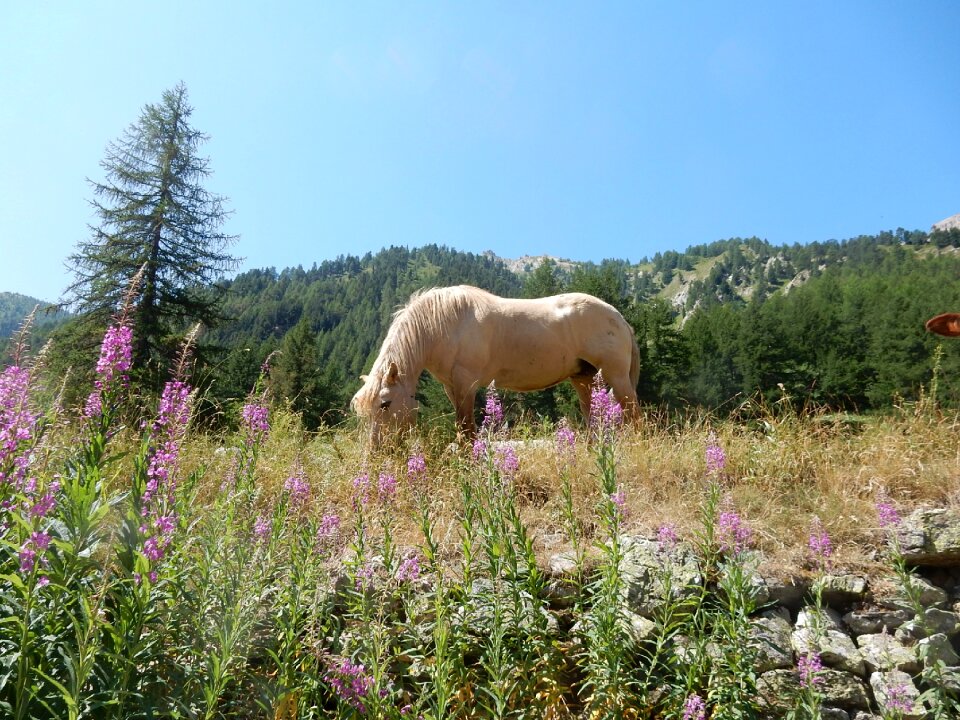 Mountain freely palomino