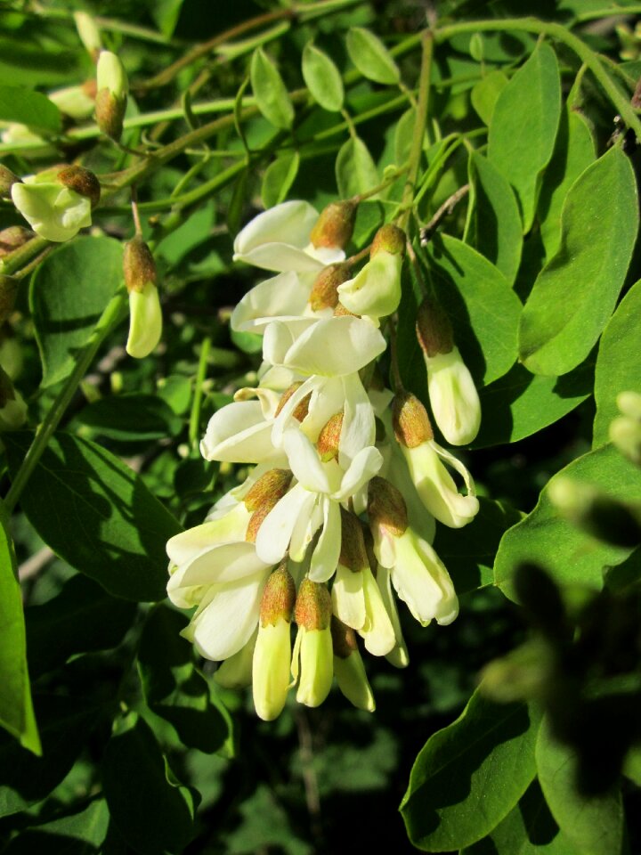 Tree flora inflorescence
