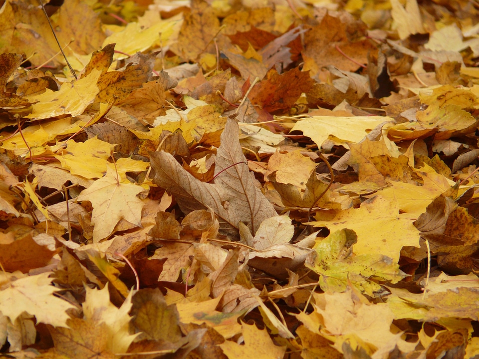 Maple leaves autumn yellow