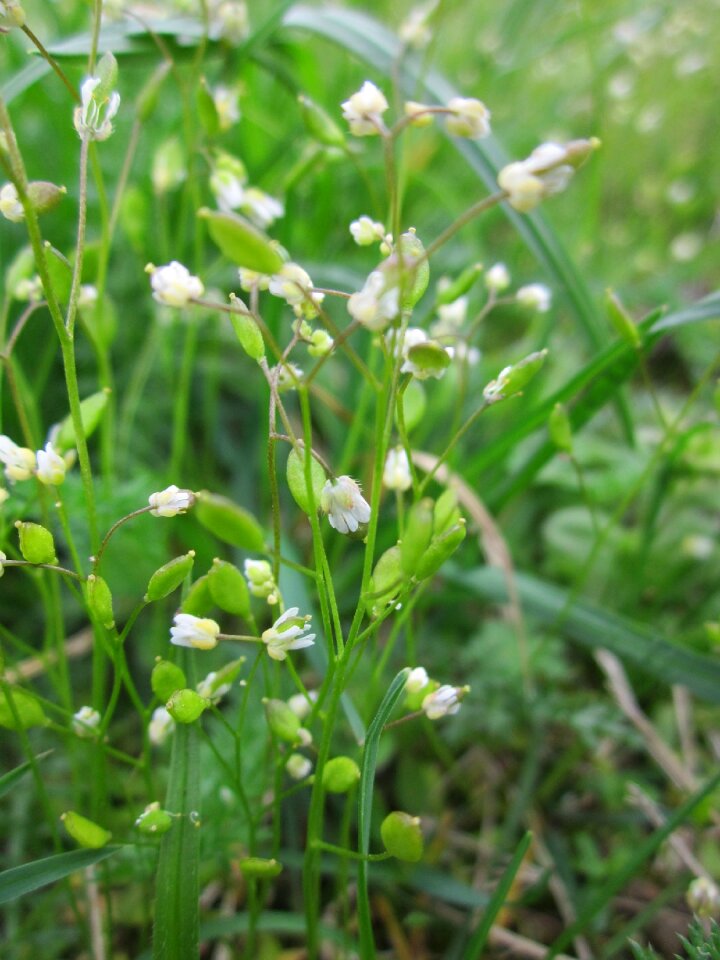 Nailwort common whitlowgrass vernal whitlow grass