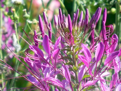 Pink colorful summer photo