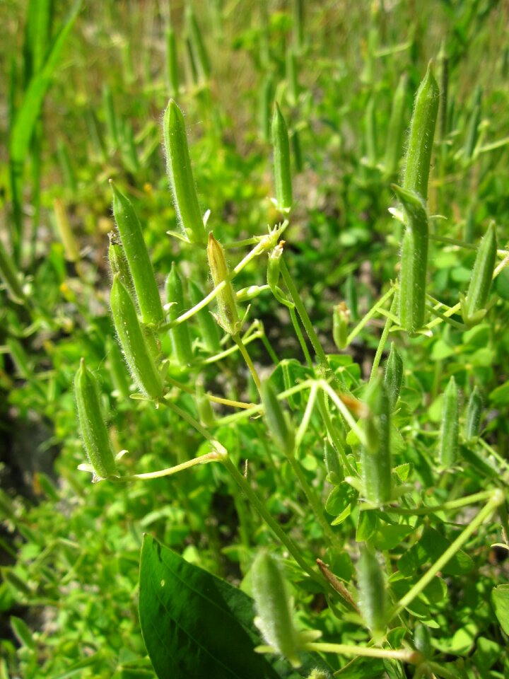 Common yellow oxalis upright yellow-sorrel lemon clover