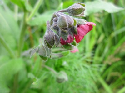 Dog's tongue gypsy flower rats and mice