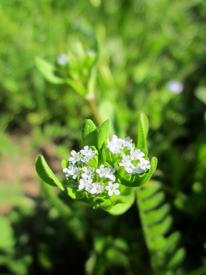 Lamb's lettuce fetticus nut lettuce