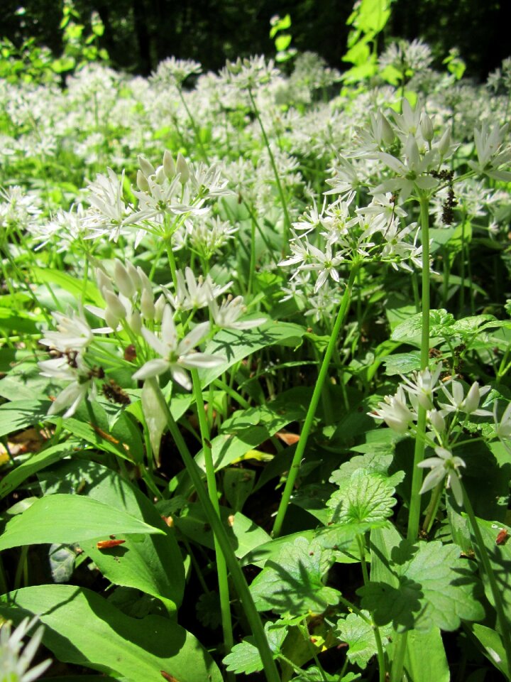 Wild garlic broad-leaved garlic wood garlic