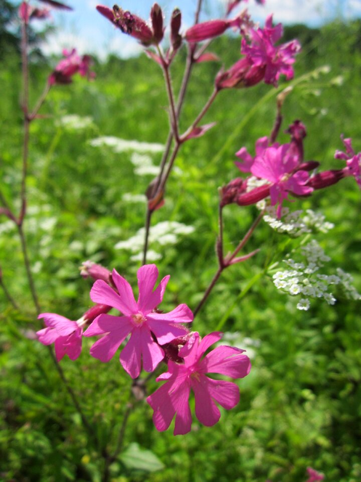 Flora blossom botany