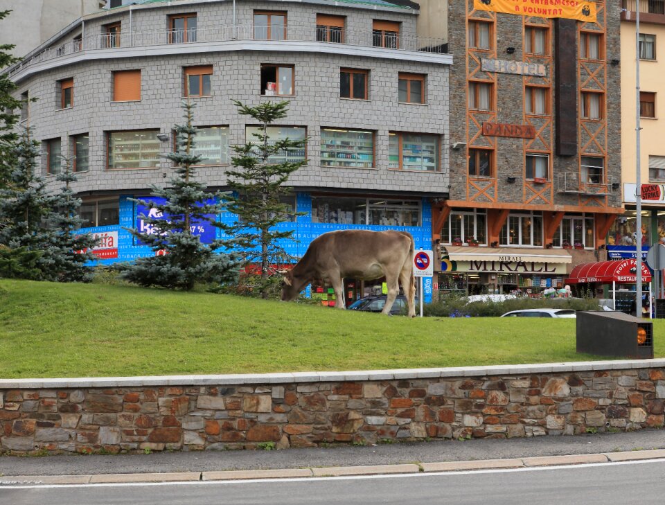 City cattle animal