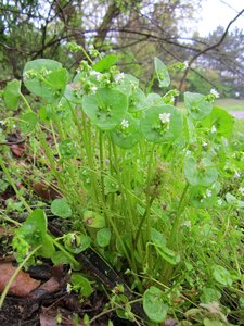 Winter purslane miner's lettuce flora