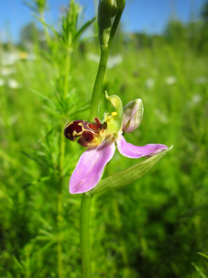 Wildflower flora botany