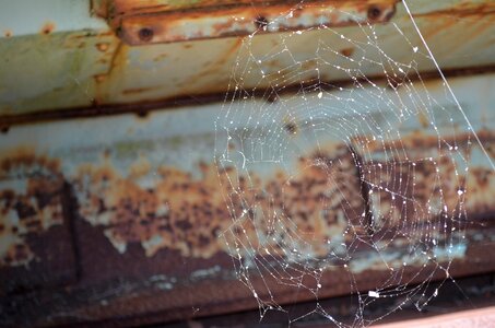 Web spider photo