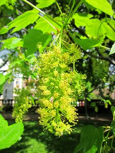 Tree flora plant photo