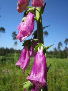Purple foxglove lady's glove wildflower