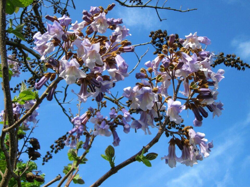 Foxglove tree tree plant