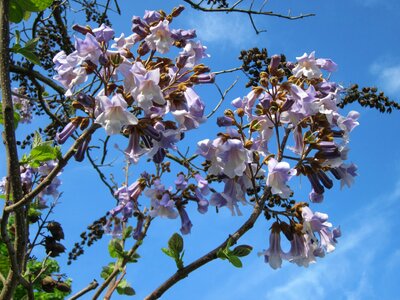 Foxglove tree tree plant