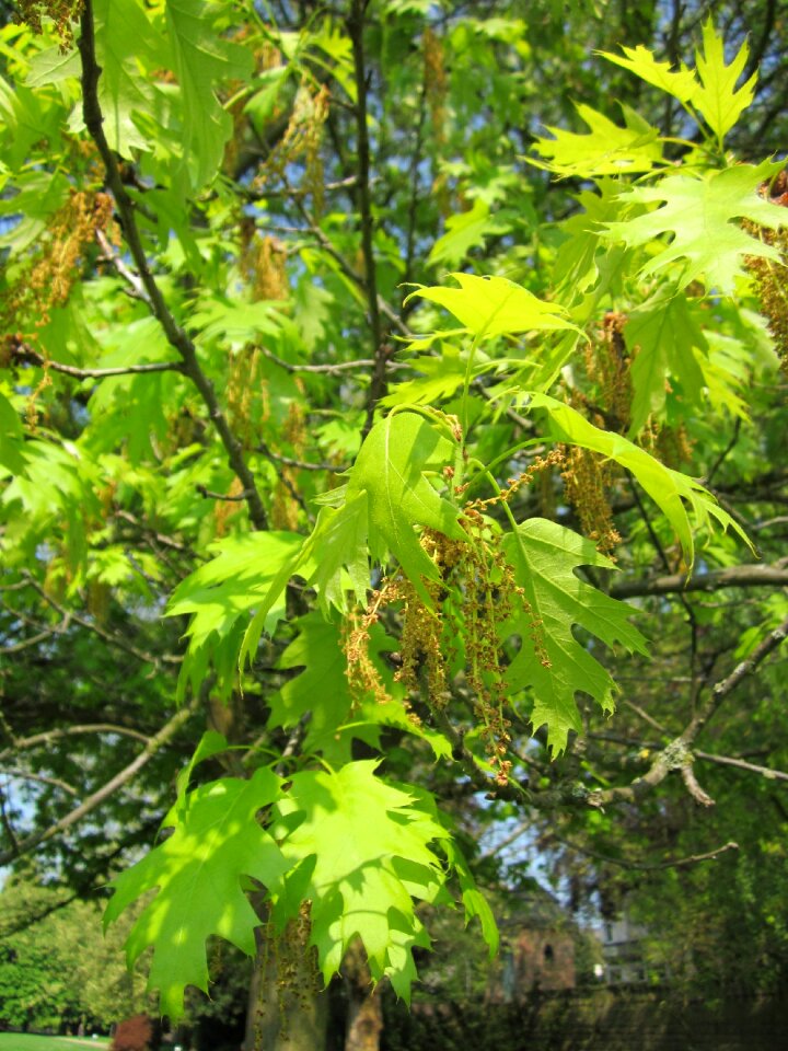 Flora botany plant