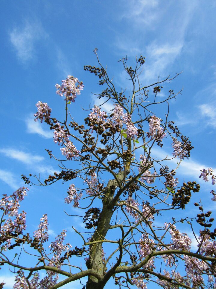 Foxglove tree tree plant