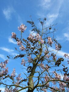 Foxglove tree tree plant