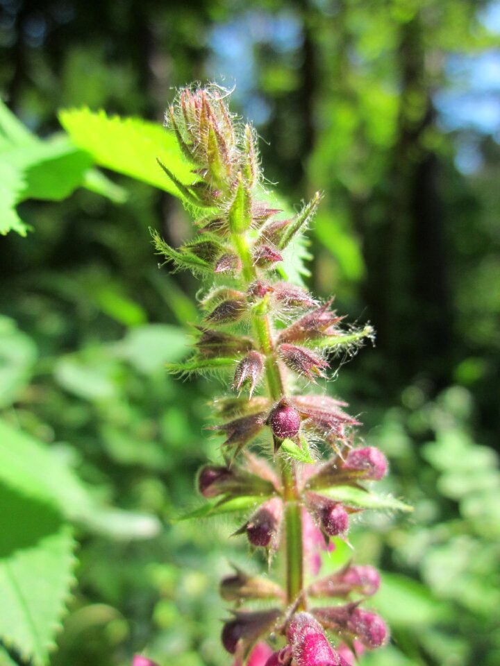 Wildflower flora botany
