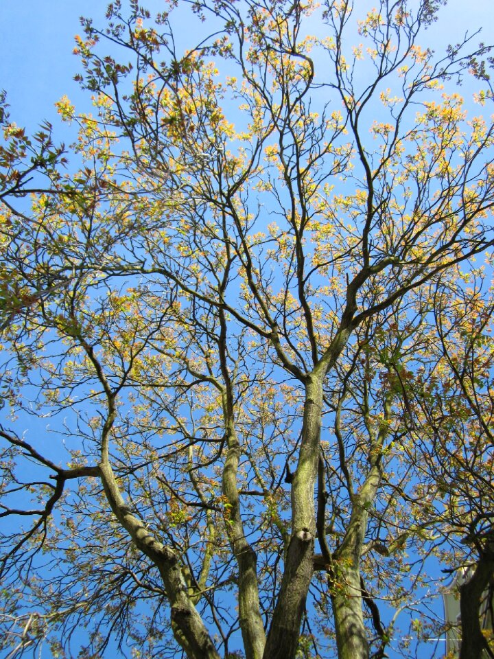 Tree plant flora