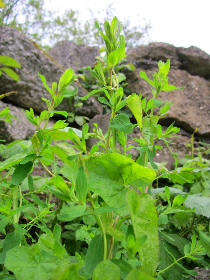 St john's wort wildflower flora