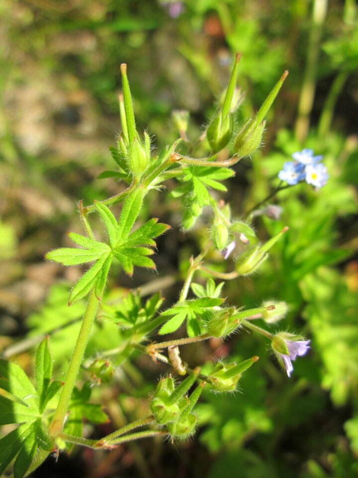 Wildflower flora botany