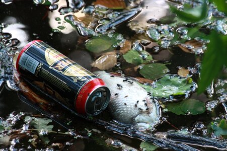 Pond dirt fish
