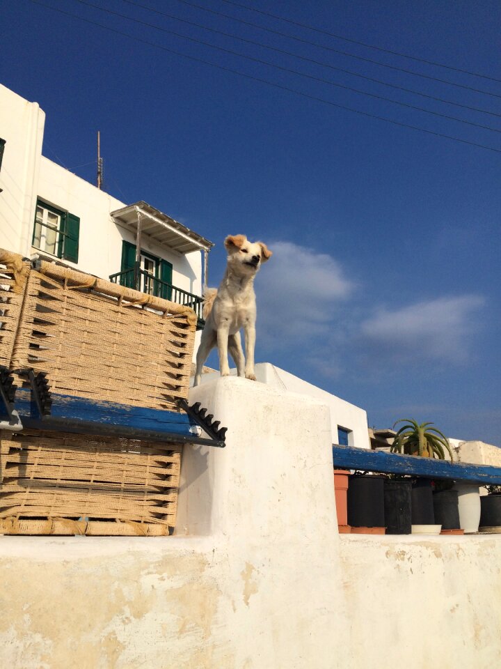 Greece canine doggy